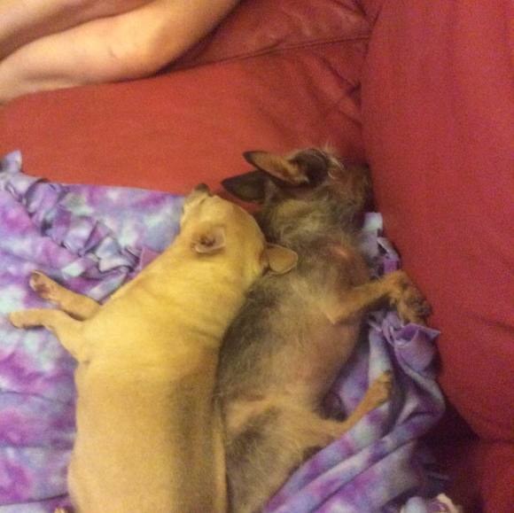 dogsmyworld